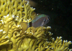 Ringtail Cardinalfish photo 4