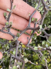 Corokia cotoneaster