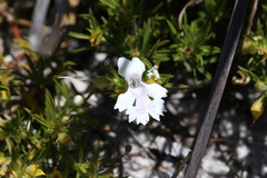 Hemiandra pungens