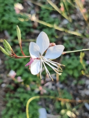 Gaura
