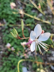 Gaura