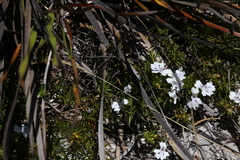 Hemiandra pungens
