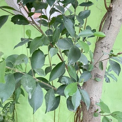 Ficus microcarpa microcarpa