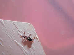 Cylas formicarius