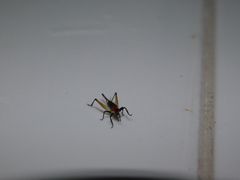 Homoeoxipha lycoides