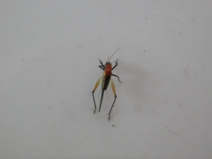 Homoeoxipha lycoides