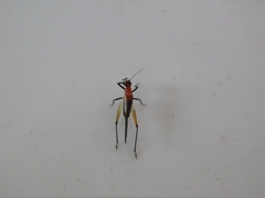 Homoeoxipha lycoides