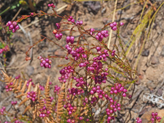 Erica multumbellifera