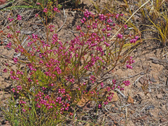 Erica multumbellifera