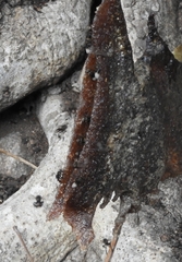 Homotrigona apicalis