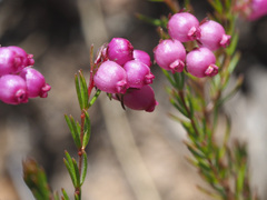 Erica multumbellifera