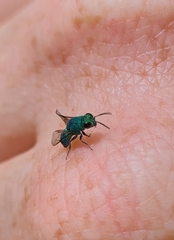 Chrysididae