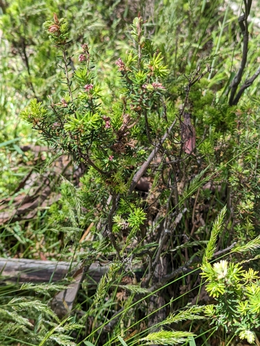 Image of Acrothamnus hookeri by (c) Will Cornwell, some rights reserved (CC BY)