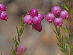 Erica multumbellifera