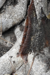 Homotrigona apicalis