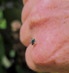 Chrysididae