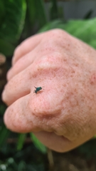 Chrysididae