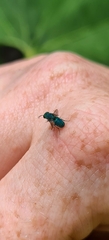 Chrysididae