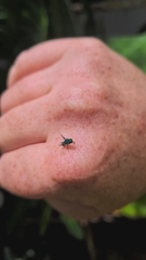 Chrysididae