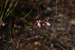 Stylidium calcaratum