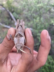 Lobosceliana