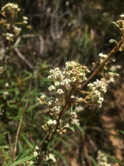 Astrotricha asperifolia