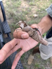Lobosceliana