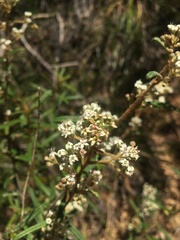 Astrotricha asperifolia