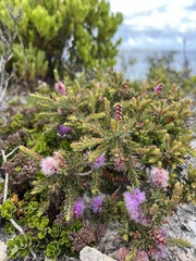 Melaleuca decussata