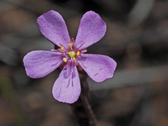 Drosera capensis