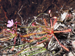 Drosera capensis