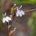 Wimmerella arabidea - Photo (c) Felix Riegel, alguns direitos reservados (CC BY-NC), uploaded by Felix Riegel