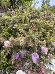 Melaleuca decussata