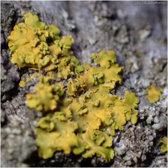 Teloschistaceae