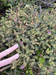 Melaleuca decussata