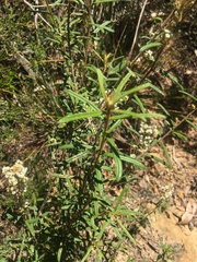 Astrotricha asperifolia