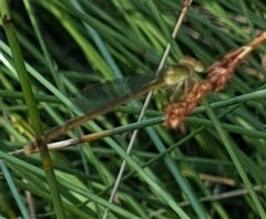 Ceriagrion aeruginosum