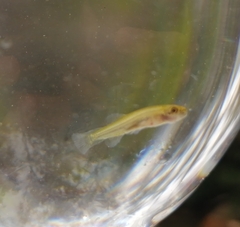 Gambusia affinis