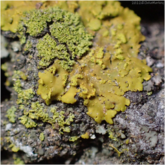 Teloschistaceae