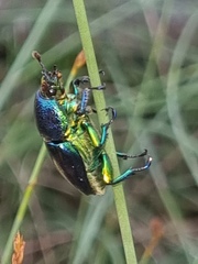 Lamprima aurata