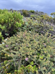Melaleuca decussata