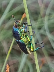 Lamprima aurata