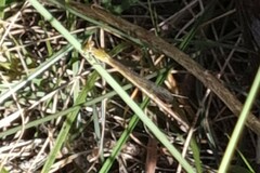 Ceriagrion aeruginosum