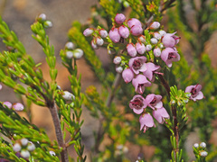 Orophanes