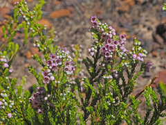 Orophanes