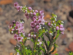 Orophanes