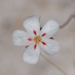 Drosera minutiflora