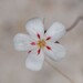 Drosera minutiflora - Photo (c) Hugo Innes, some rights reserved (CC BY), uploaded by Hugo Innes