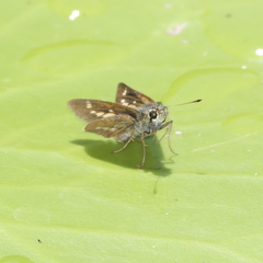 Parnara amalia