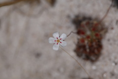 Drosera minutiflora